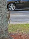 2feb13-squirrel.jpg