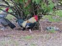 feb2013-0-rooster.jpg