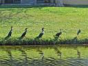 jan-2013-row-of-anhingas-2.jpg