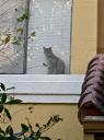 12mar13-cat-in-window.jpg
