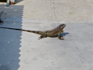 02 4april13 - Dolphin - Iguana