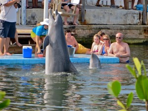 03 4april13 - Dolphin - Sitting in water