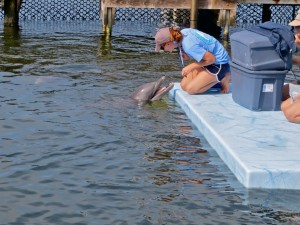 05 4april13 - 05 Dolphin - Talking to handler