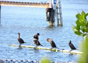 07 4april13 - Dolphin - Cormorants