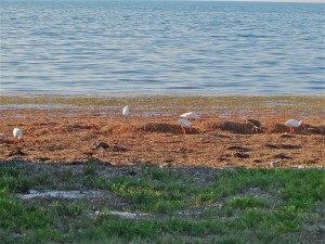 08 2april13 - Sea birds