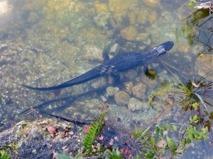 08 2april13 - blue hole gator