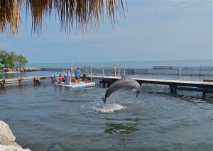 10 4april13 - Dolphin - Big jump