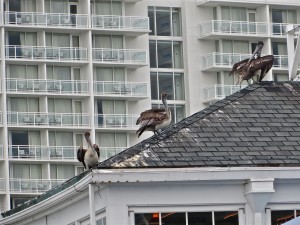 11 13Apr13 - 15th St - 3 Pelicans