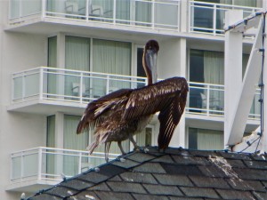 12 13Apr13 - 15th St - Pelicans