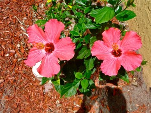 14 April 13 - two hibiscus