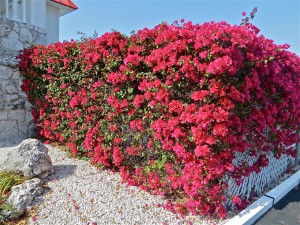 21 2april13 - bougainvillea hedge