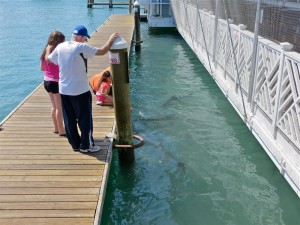 30mar13 - feeding fish 2