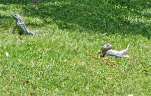 6mar13 - Day of the Iguana - 2 of them
