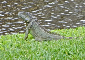 6mar13 - Day of the Iguana - the big one