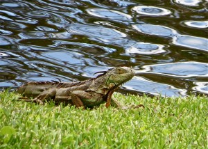 6mar13 - Day of the Iguana - wet one