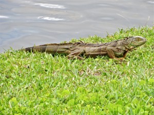 6mar13 - Day of the Iguana - wet one best