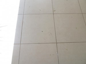 Feb 2014 - A really small lizard…