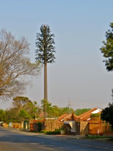 20Sep14 - Walk - Tall Tree