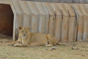 22sep14 - Big Female Lion