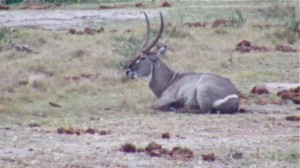 Waterbuck - nice picture