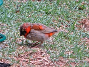 11oct14- red bird