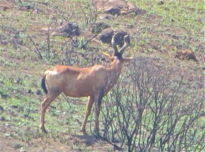 13oct14 - antelope