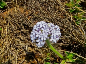 13oct14 - blue flower