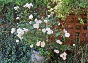 OCt14 - Our white rose bush