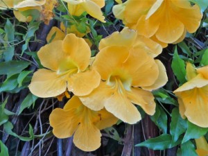 Sept14 - Yellow Flower closeup