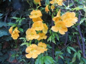 Sept14 - Yellow Flowers