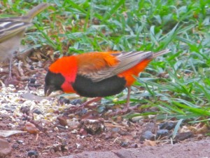 oct14 - red bird