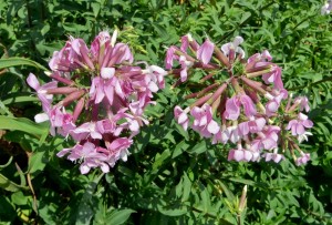 09nov14 - pink flower 2