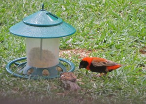 8nov14 - red headed weaver