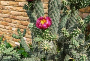 nov 14 - cactus flower