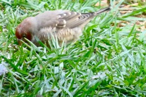 nov14 - female red headed finch