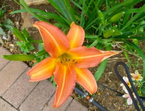 nov14 - orange flower
