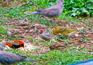 nov14 - weavers…male and female