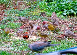 nov14 - yellow and red weavers - seven