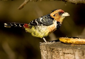 473-Crested-Barbet-WT00475