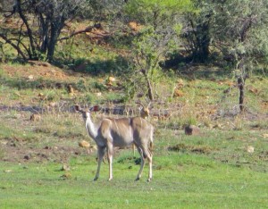 dec13 - Bots - Kudu female