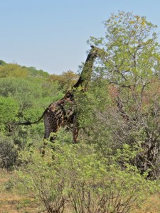 dec13 - Bots - Old giraffe eating