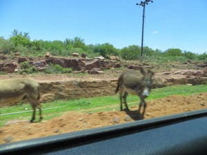 dec13 - Bots - donkeys along road