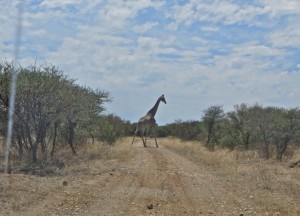 dec13 - Mafeking dr - Giraffe crossing road