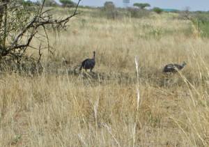 dec13 - Mafeking dr - guina fowls