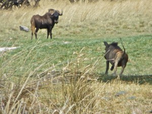 dec13 - Mafeking dr - warthog leaving,WB