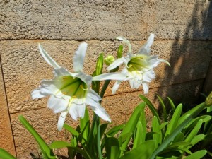 dec14 - white flower