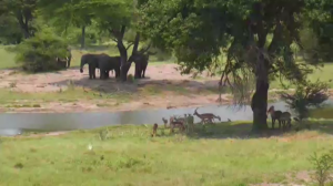 Elephants, impalas and waterbuck