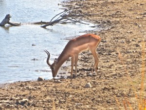 18may15 - drive - Impala buck drinking