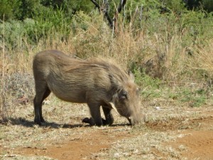 18may15 - drive - Warthog