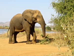 18may15 - drive - elephant eating 2